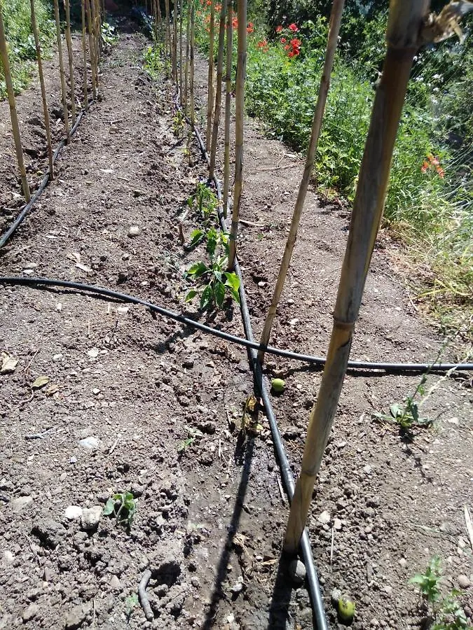 Appartamento Il Salice Carignano  Carignano (Tuscany)